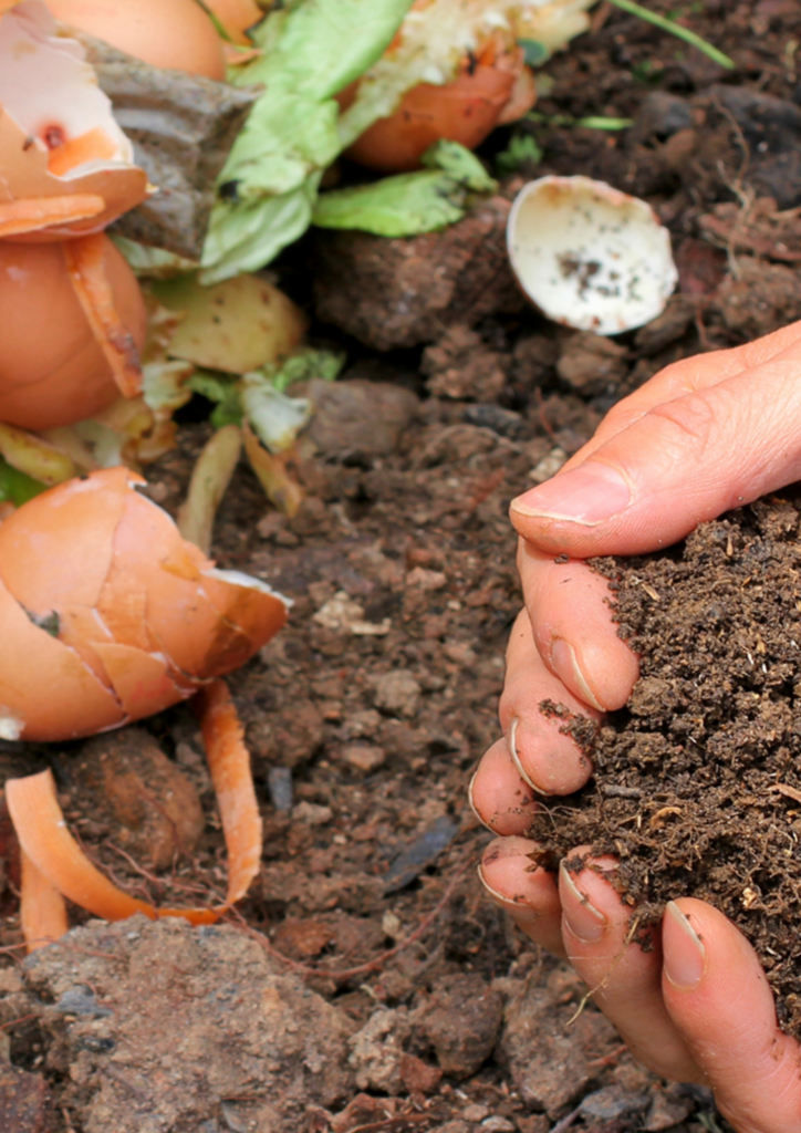 Image de mains plongées dans du compost.