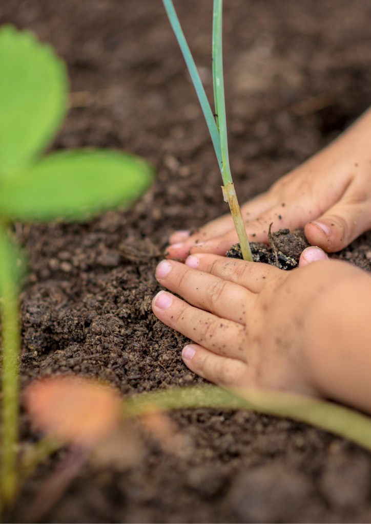 Image de mains d'un enfant qui plante des légumes.