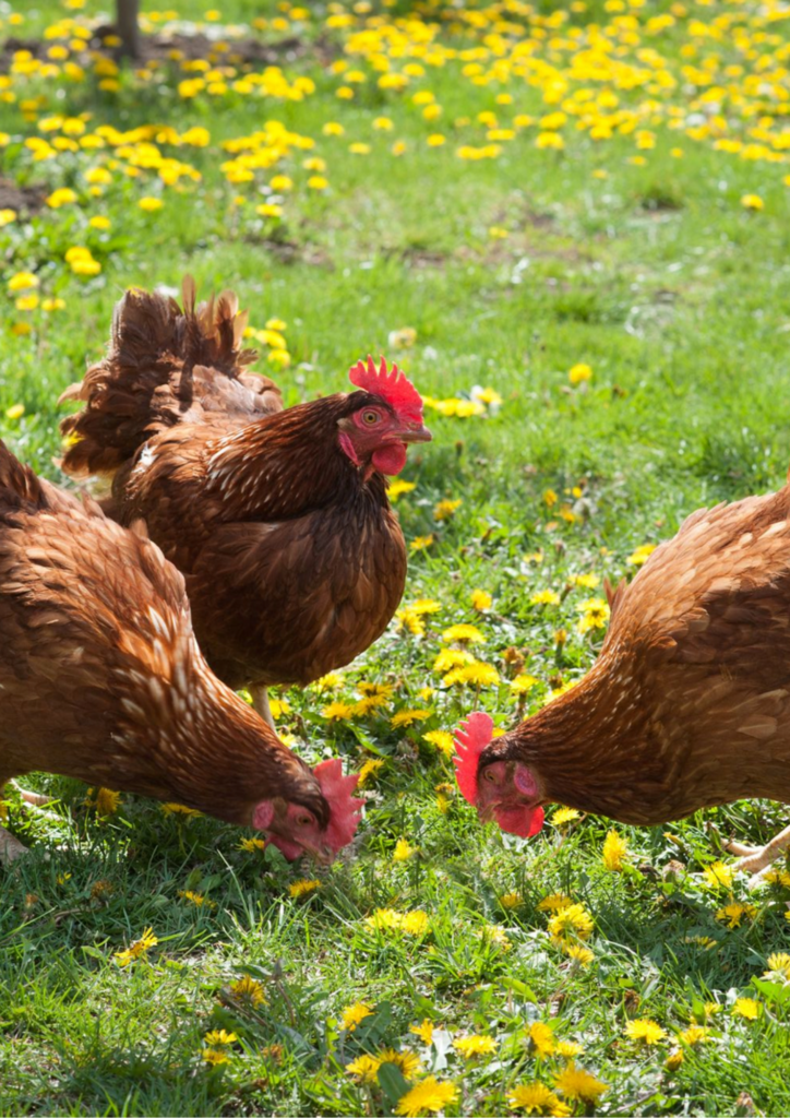 Image de trois poules qui picorent en plein champs.